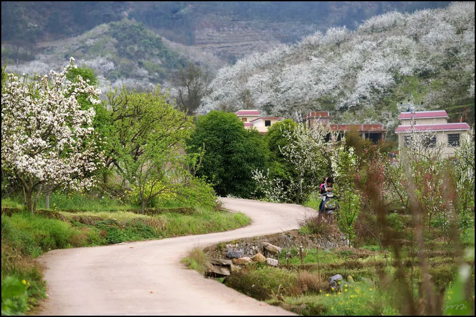 【春天,广西桂林灌阳县向您发出邀请!】我们在灌阳看梨花 - 游山玩水 - 南平生活社区 - 南平28生活网 np.28life.com