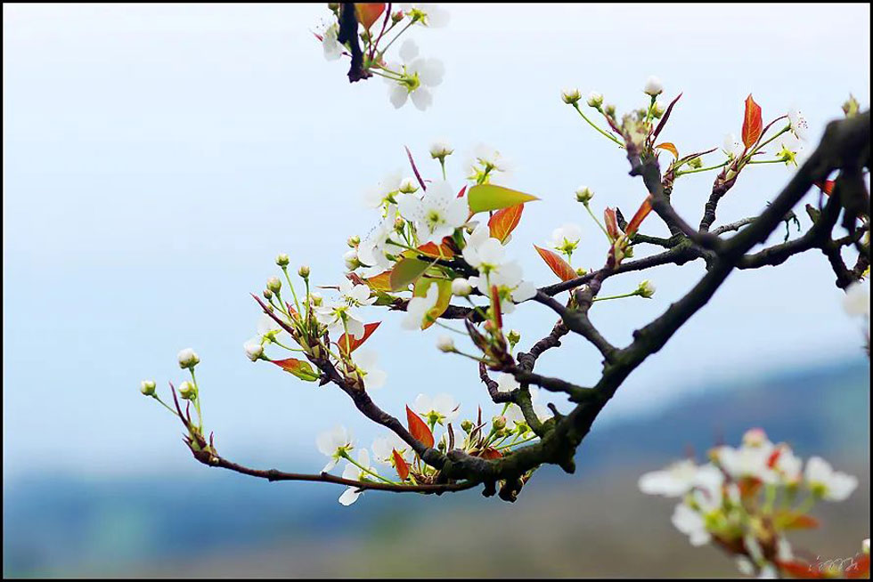 【春天,广西桂林灌阳县向您发出邀请!】我们在灌阳看梨花 - 游山玩水 - 南平生活社区 - 南平28生活网 np.28life.com