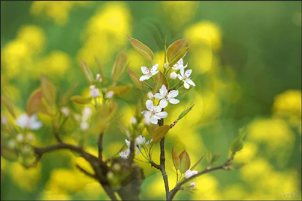 【春天,广西桂林灌阳县向您发出邀请!】我们在灌阳看梨花 - 游山玩水 - 南平生活社区 - 南平28生活网 np.28life.com