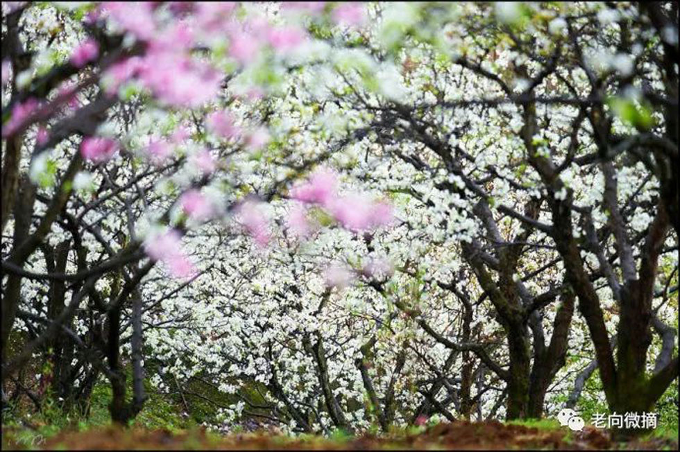 【春天,广西桂林灌阳县向您发出邀请!】我们在灌阳看梨花 - 游山玩水 - 南平生活社区 - 南平28生活网 np.28life.com