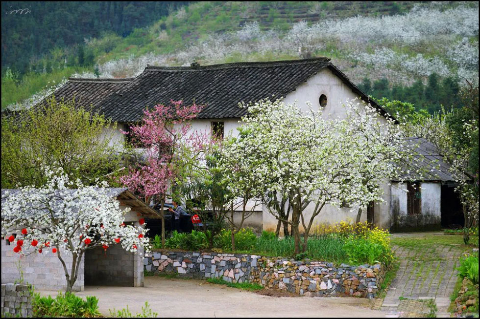 【春天,广西桂林灌阳县向您发出邀请!】我们在灌阳看梨花 - 游山玩水 - 南平生活社区 - 南平28生活网 np.28life.com