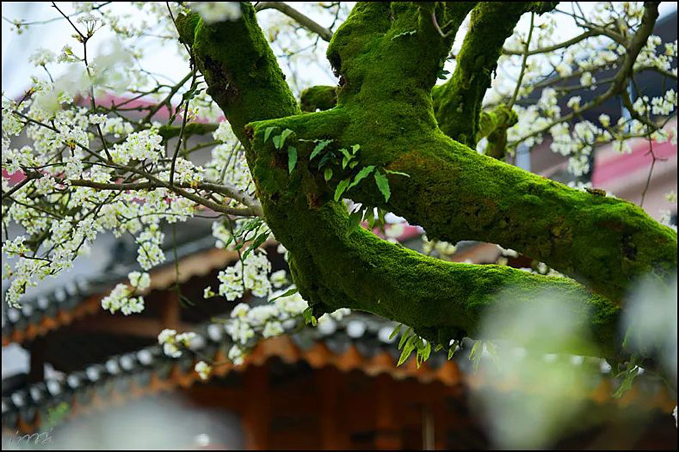 【春天,广西桂林灌阳县向您发出邀请!】我们在灌阳看梨花 - 游山玩水 - 南平生活社区 - 南平28生活网 np.28life.com