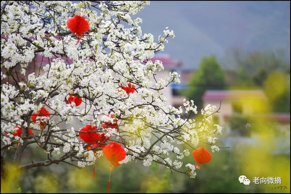 【春天,广西桂林灌阳县向您发出邀请!】我们在灌阳看梨花 - 游山玩水 - 南平生活社区 - 南平28生活网 np.28life.com
