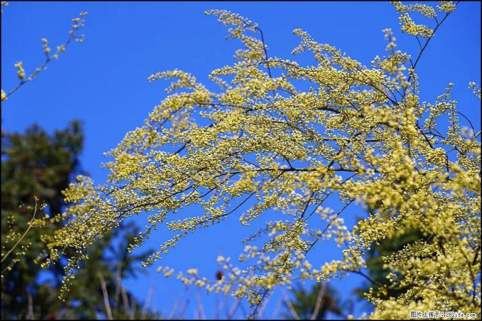 【春天,广西桂林灌阳县向您发出邀请!】米珠山前有片山苍子花在飘香 - 游山玩水 - 南平生活社区 - 南平28生活网 np.28life.com