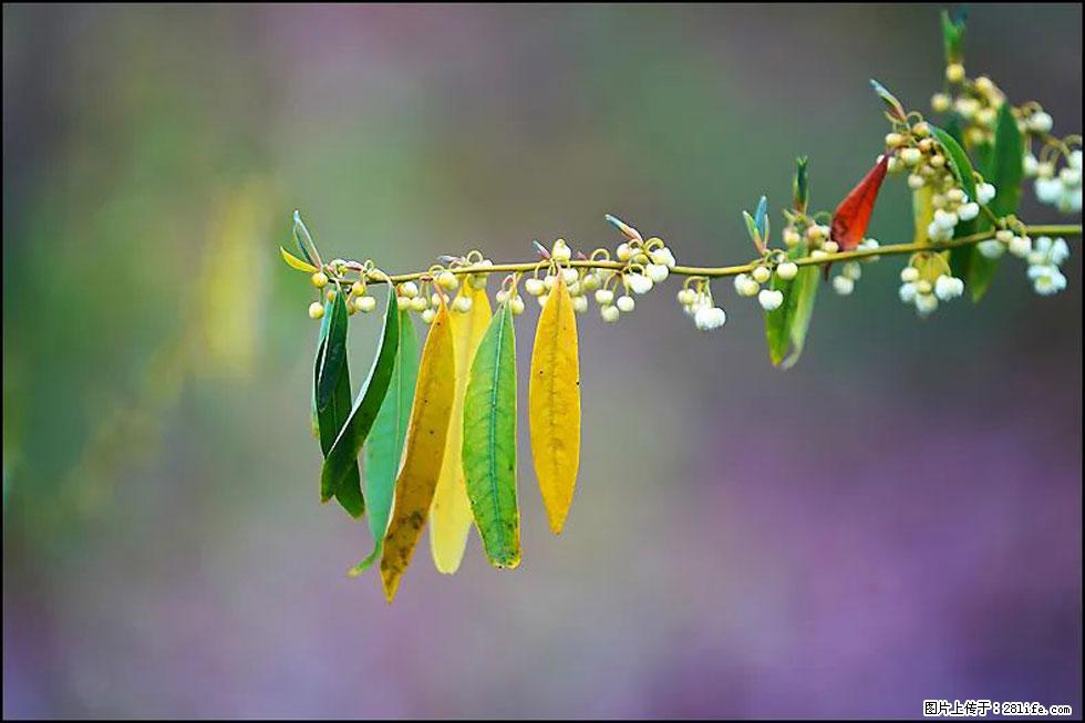 【春天,广西桂林灌阳县向您发出邀请!】米珠山前有片山苍子花在飘香 - 游山玩水 - 南平生活社区 - 南平28生活网 np.28life.com