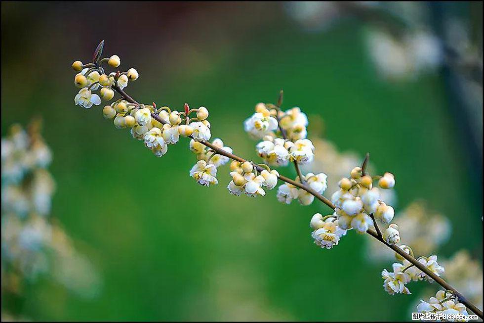 【春天,广西桂林灌阳县向您发出邀请!】米珠山前有片山苍子花在飘香 - 游山玩水 - 南平生活社区 - 南平28生活网 np.28life.com