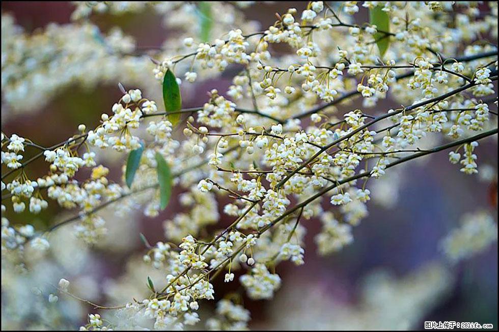 【春天,广西桂林灌阳县向您发出邀请!】米珠山前有片山苍子花在飘香 - 游山玩水 - 南平生活社区 - 南平28生活网 np.28life.com