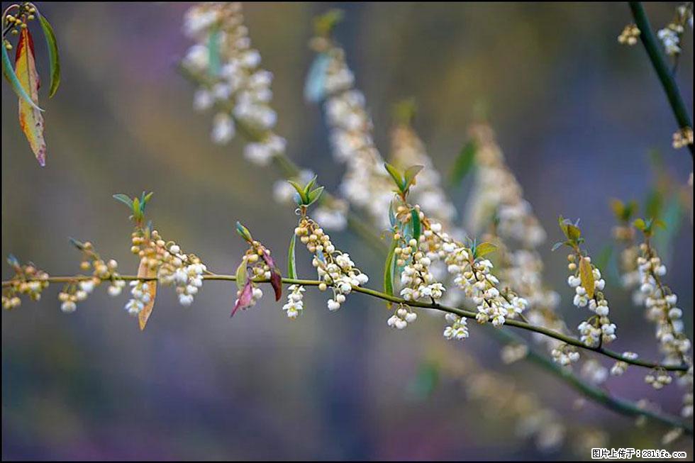 【春天,广西桂林灌阳县向您发出邀请!】米珠山前有片山苍子花在飘香 - 游山玩水 - 南平生活社区 - 南平28生活网 np.28life.com