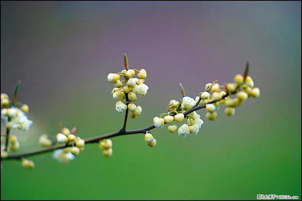 【春天,广西桂林灌阳县向您发出邀请!】米珠山前有片山苍子花在飘香 - 游山玩水 - 南平生活社区 - 南平28生活网 np.28life.com