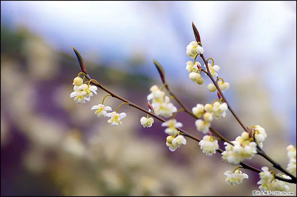 【春天,广西桂林灌阳县向您发出邀请!】米珠山前有片山苍子花在飘香 - 游山玩水 - 南平生活社区 - 南平28生活网 np.28life.com