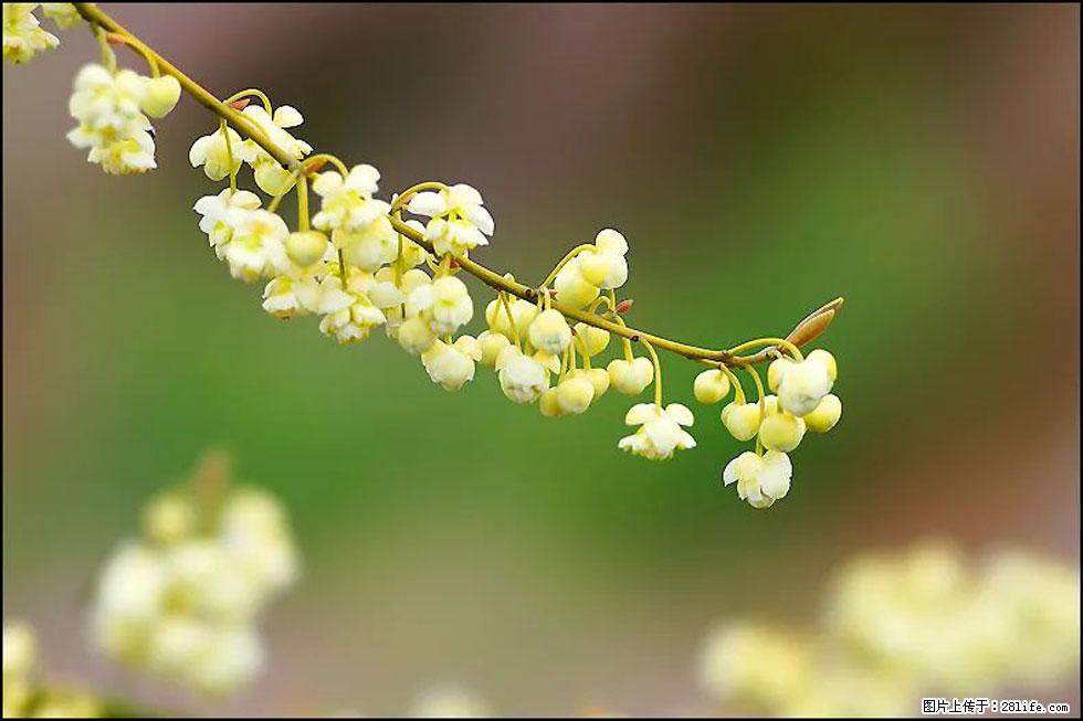 【春天,广西桂林灌阳县向您发出邀请!】米珠山前有片山苍子花在飘香 - 游山玩水 - 南平生活社区 - 南平28生活网 np.28life.com