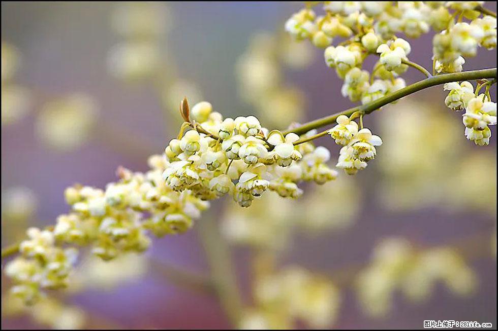 【春天,广西桂林灌阳县向您发出邀请!】米珠山前有片山苍子花在飘香 - 游山玩水 - 南平生活社区 - 南平28生活网 np.28life.com