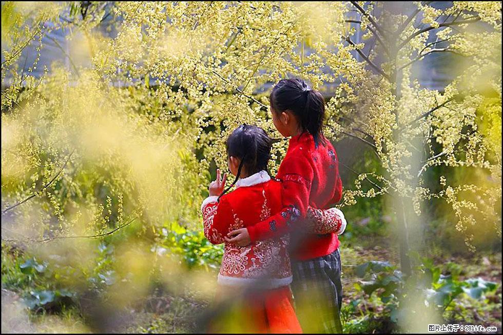 【春天,广西桂林灌阳县向您发出邀请!】米珠山前有片山苍子花在飘香 - 游山玩水 - 南平生活社区 - 南平28生活网 np.28life.com