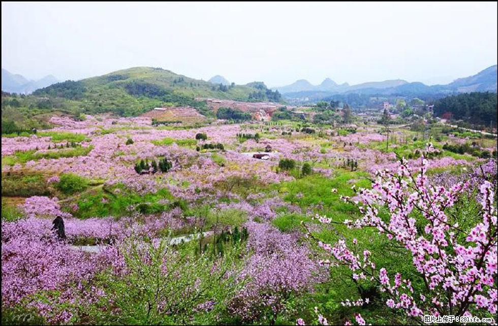 【春天,广西桂林灌阳县向您发出邀请!】官庄村有个醉美的桃花园 - 游山玩水 - 南平生活社区 - 南平28生活网 np.28life.com