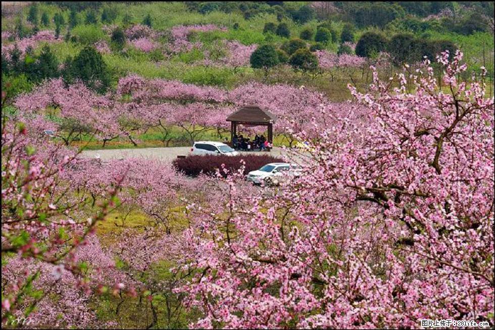 【春天,广西桂林灌阳县向您发出邀请!】官庄村有个醉美的桃花园 - 游山玩水 - 南平生活社区 - 南平28生活网 np.28life.com
