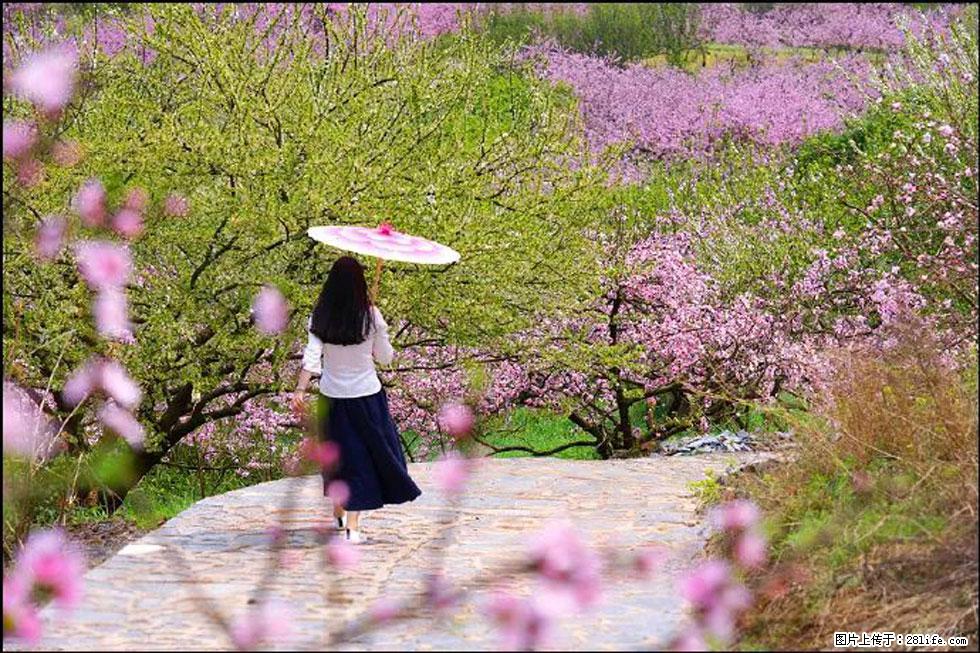 【春天,广西桂林灌阳县向您发出邀请!】官庄村有个醉美的桃花园 - 游山玩水 - 南平生活社区 - 南平28生活网 np.28life.com