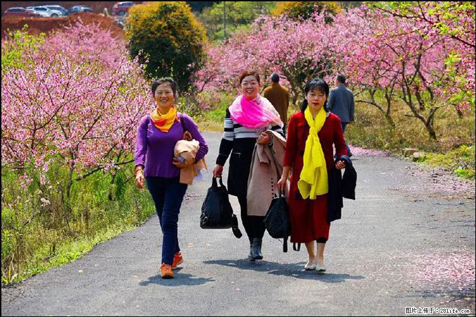 【春天,广西桂林灌阳县向您发出邀请!】官庄村有个醉美的桃花园 - 游山玩水 - 南平生活社区 - 南平28生活网 np.28life.com