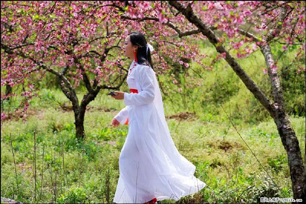 【春天,广西桂林灌阳县向您发出邀请!】官庄村有个醉美的桃花园 - 游山玩水 - 南平生活社区 - 南平28生活网 np.28life.com