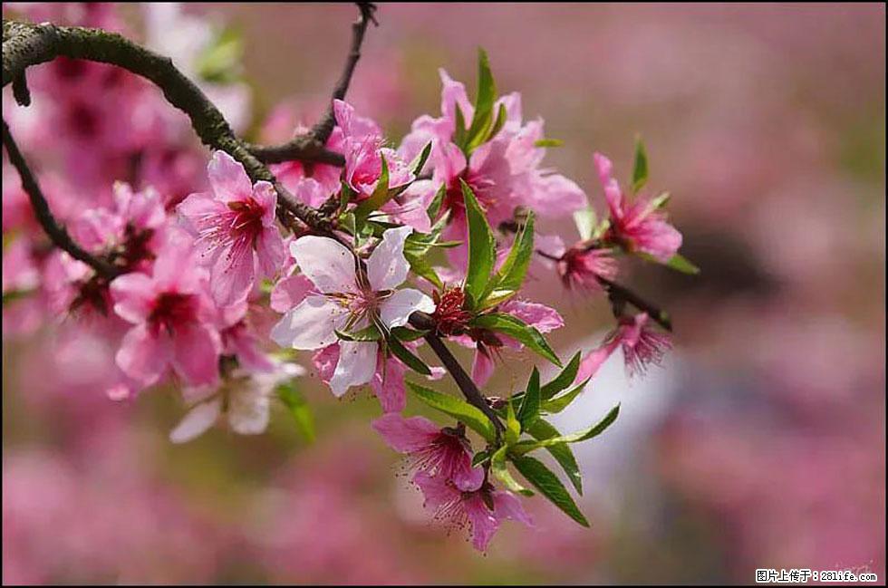 【春天,广西桂林灌阳县向您发出邀请!】官庄村有个醉美的桃花园 - 游山玩水 - 南平生活社区 - 南平28生活网 np.28life.com