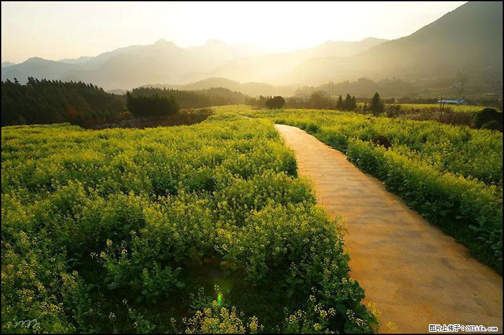 【春天,广西桂林灌阳县向您发出邀请!】长坪村油菜盛情花开 - 游山玩水 - 南平生活社区 - 南平28生活网 np.28life.com