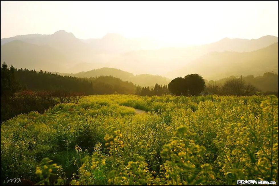 【春天,广西桂林灌阳县向您发出邀请!】长坪村油菜盛情花开 - 游山玩水 - 南平生活社区 - 南平28生活网 np.28life.com