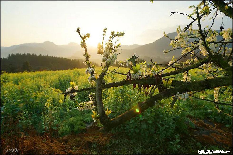 【春天,广西桂林灌阳县向您发出邀请!】长坪村油菜盛情花开 - 游山玩水 - 南平生活社区 - 南平28生活网 np.28life.com