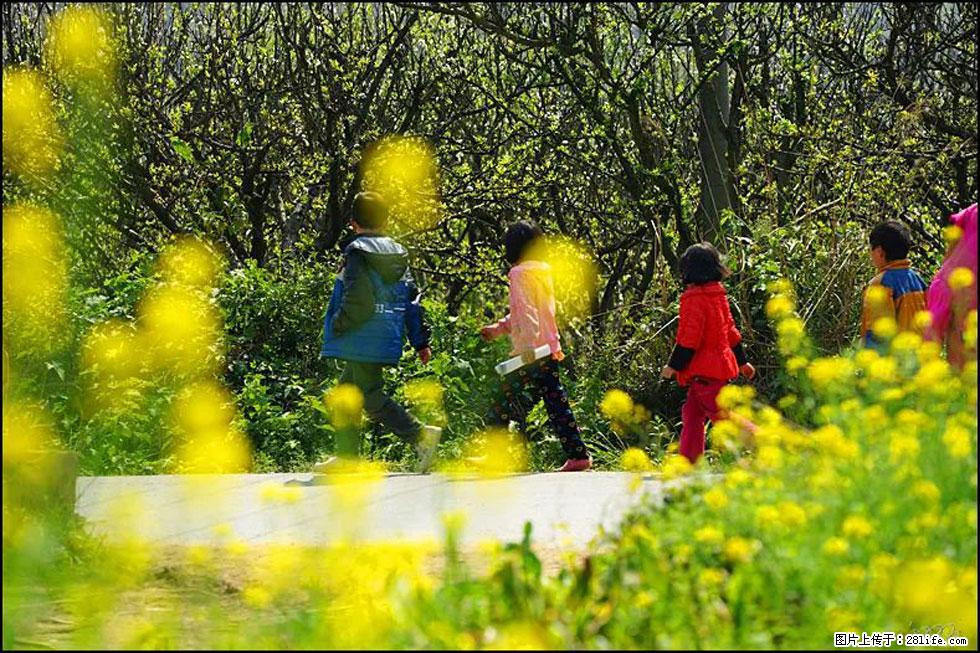 【春天,广西桂林灌阳县向您发出邀请!】长坪村油菜盛情花开 - 游山玩水 - 南平生活社区 - 南平28生活网 np.28life.com