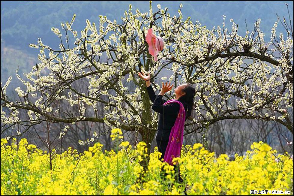 【春天,广西桂林灌阳县向您发出邀请!】长坪村油菜盛情花开 - 游山玩水 - 南平生活社区 - 南平28生活网 np.28life.com