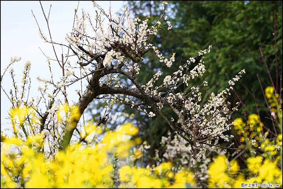 【春天,广西桂林灌阳县向您发出邀请!】长坪村油菜盛情花开 - 游山玩水 - 南平生活社区 - 南平28生活网 np.28life.com