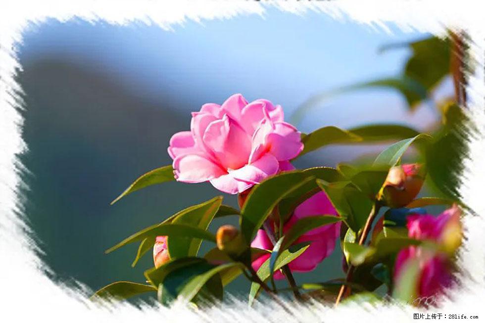 【春天,广西桂林灌阳县向您发出邀请!】杨柳井茶花惹人爱 - 游山玩水 - 南平生活社区 - 南平28生活网 np.28life.com