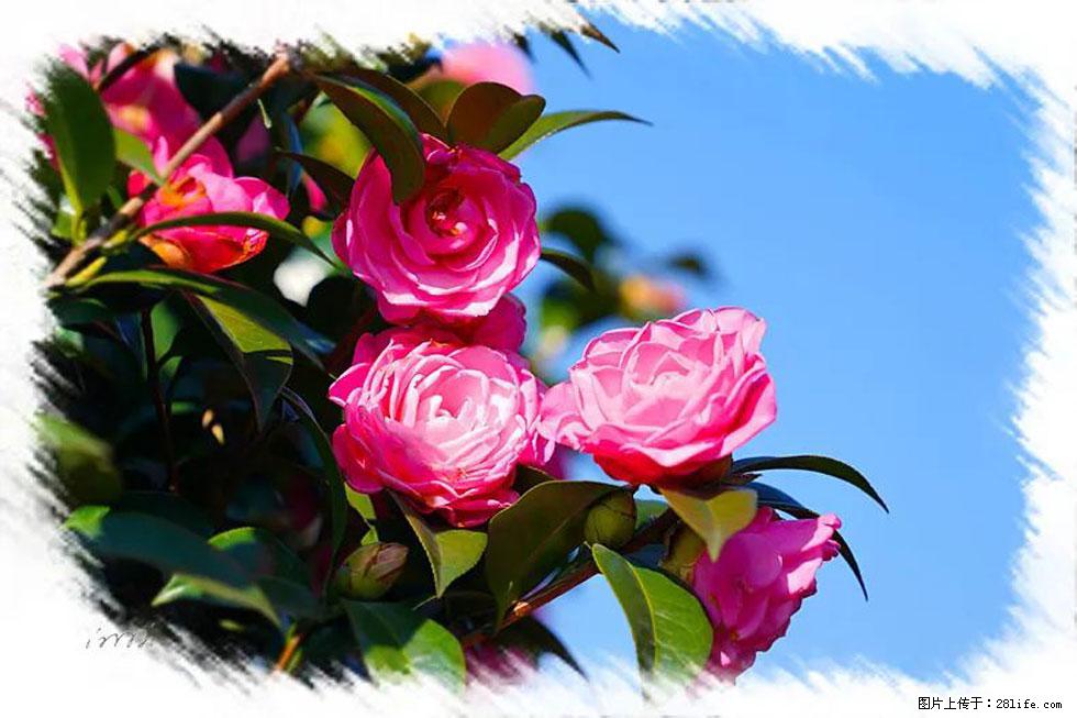 【春天,广西桂林灌阳县向您发出邀请!】杨柳井茶花惹人爱 - 游山玩水 - 南平生活社区 - 南平28生活网 np.28life.com