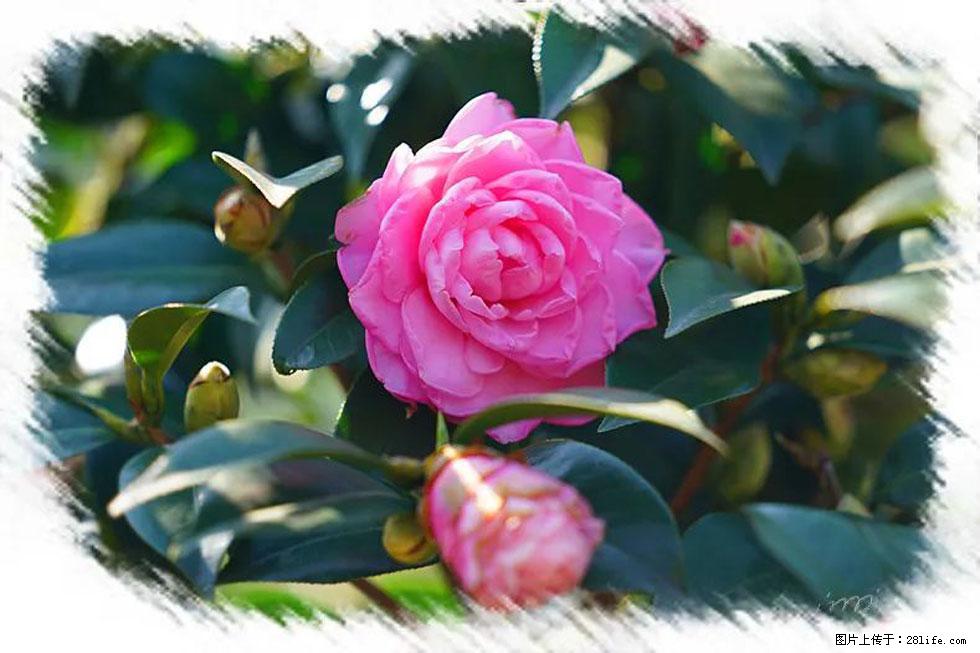 【春天,广西桂林灌阳县向您发出邀请!】杨柳井茶花惹人爱 - 游山玩水 - 南平生活社区 - 南平28生活网 np.28life.com