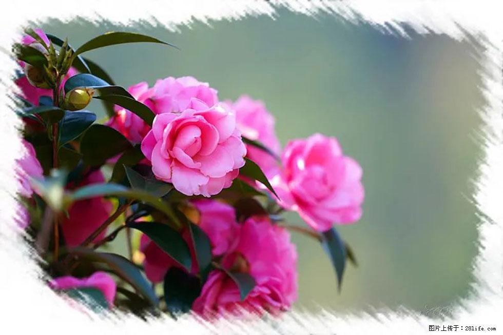 【春天,广西桂林灌阳县向您发出邀请!】杨柳井茶花惹人爱 - 游山玩水 - 南平生活社区 - 南平28生活网 np.28life.com