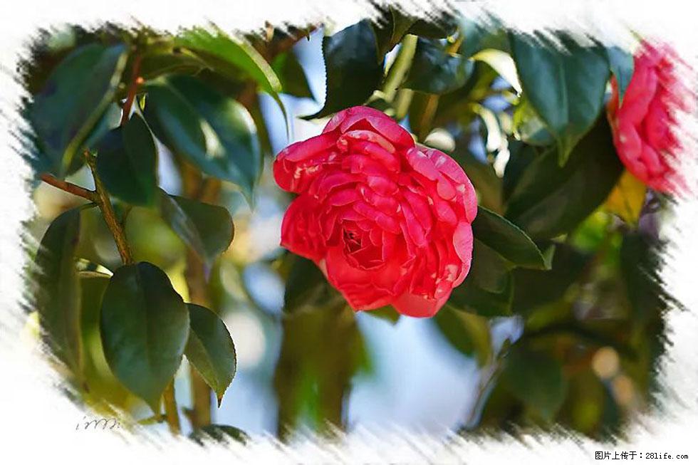 【春天,广西桂林灌阳县向您发出邀请!】杨柳井茶花惹人爱 - 游山玩水 - 南平生活社区 - 南平28生活网 np.28life.com