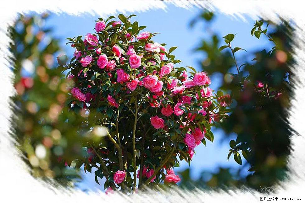 【春天,广西桂林灌阳县向您发出邀请!】杨柳井茶花惹人爱 - 游山玩水 - 南平生活社区 - 南平28生活网 np.28life.com