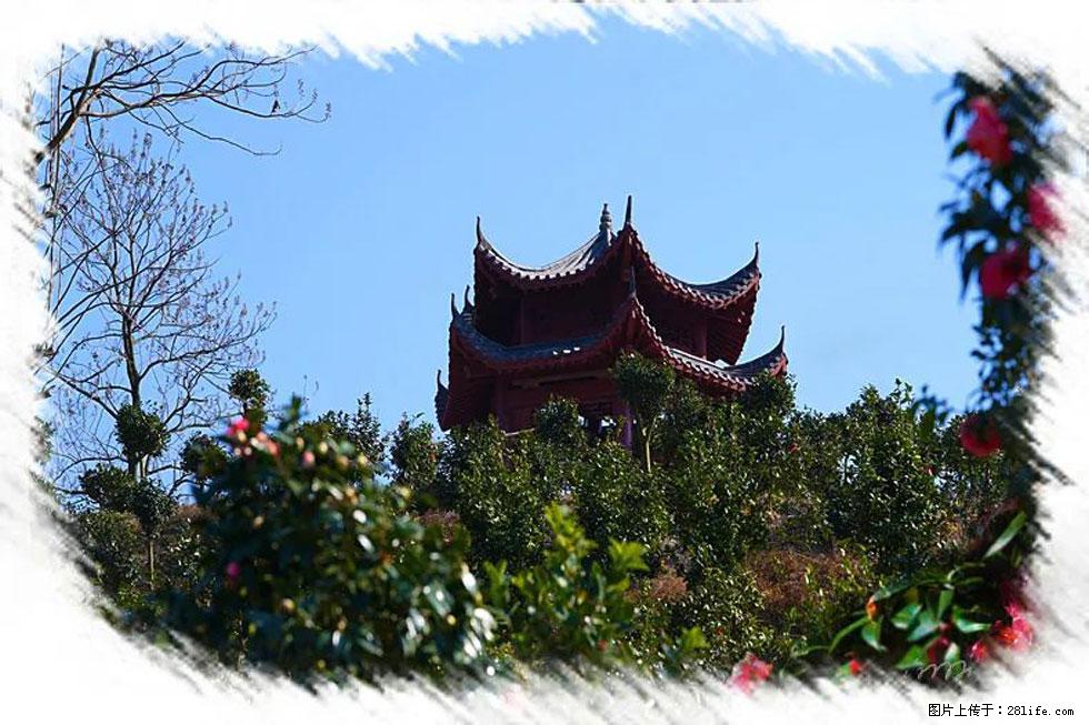 【春天,广西桂林灌阳县向您发出邀请!】杨柳井茶花惹人爱 - 游山玩水 - 南平生活社区 - 南平28生活网 np.28life.com