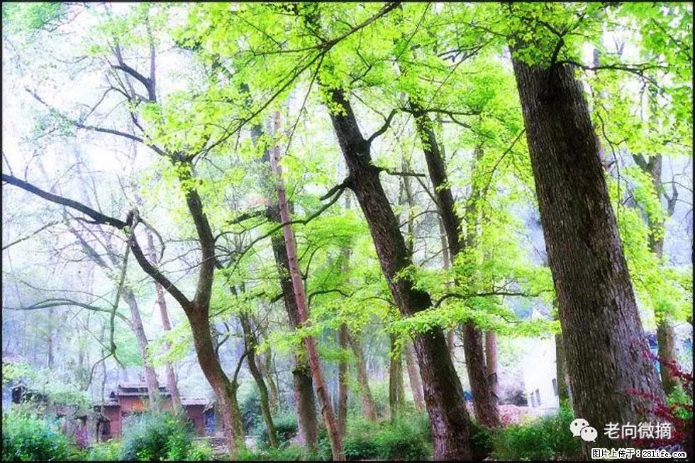 【春天,广西桂林灌阳县向您发出邀请!】在小龙村与春天约会 - 游山玩水 - 南平生活社区 - 南平28生活网 np.28life.com