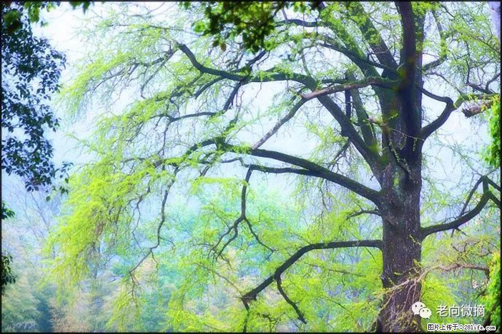 【春天,广西桂林灌阳县向您发出邀请!】在小龙村与春天约会 - 游山玩水 - 南平生活社区 - 南平28生活网 np.28life.com