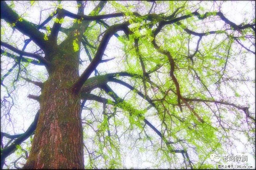 【春天,广西桂林灌阳县向您发出邀请!】在小龙村与春天约会 - 游山玩水 - 南平生活社区 - 南平28生活网 np.28life.com