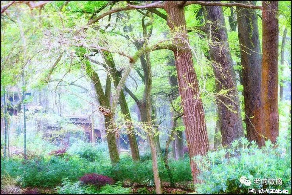 【春天,广西桂林灌阳县向您发出邀请!】在小龙村与春天约会 - 游山玩水 - 南平生活社区 - 南平28生活网 np.28life.com