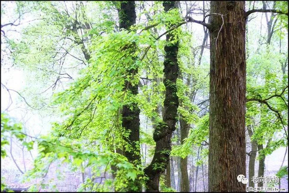 【春天,广西桂林灌阳县向您发出邀请!】在小龙村与春天约会 - 游山玩水 - 南平生活社区 - 南平28生活网 np.28life.com