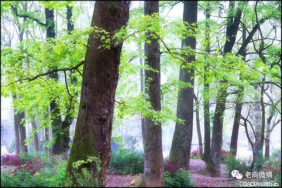 【春天,广西桂林灌阳县向您发出邀请!】在小龙村与春天约会 - 游山玩水 - 南平生活社区 - 南平28生活网 np.28life.com