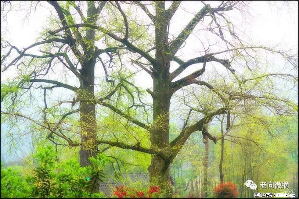 【春天,广西桂林灌阳县向您发出邀请!】在小龙村与春天约会 - 游山玩水 - 南平生活社区 - 南平28生活网 np.28life.com