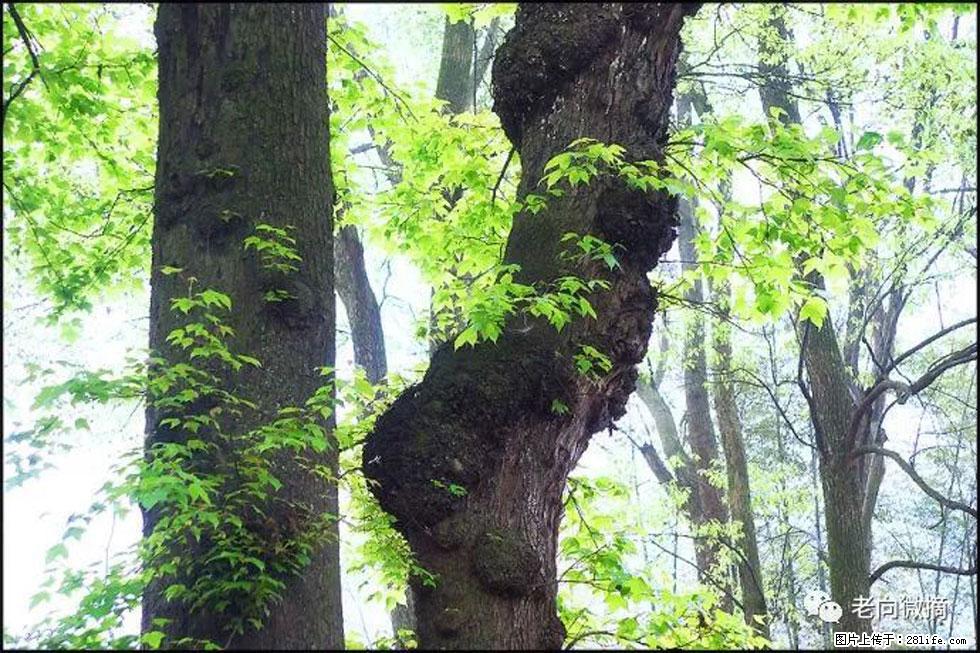 【春天,广西桂林灌阳县向您发出邀请!】在小龙村与春天约会 - 游山玩水 - 南平生活社区 - 南平28生活网 np.28life.com