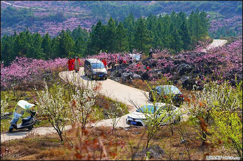 【春天,广西桂林灌阳县向您发出邀请!】望月岭上桃花开 - 游山玩水 - 南平生活社区 - 南平28生活网 np.28life.com