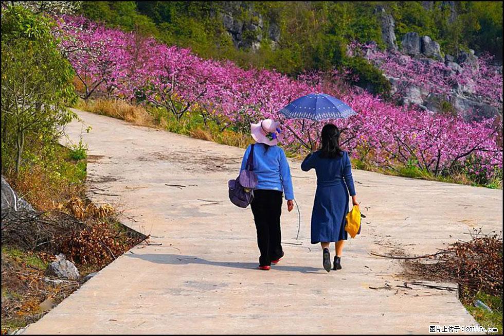 【春天,广西桂林灌阳县向您发出邀请!】望月岭上桃花开 - 游山玩水 - 南平生活社区 - 南平28生活网 np.28life.com