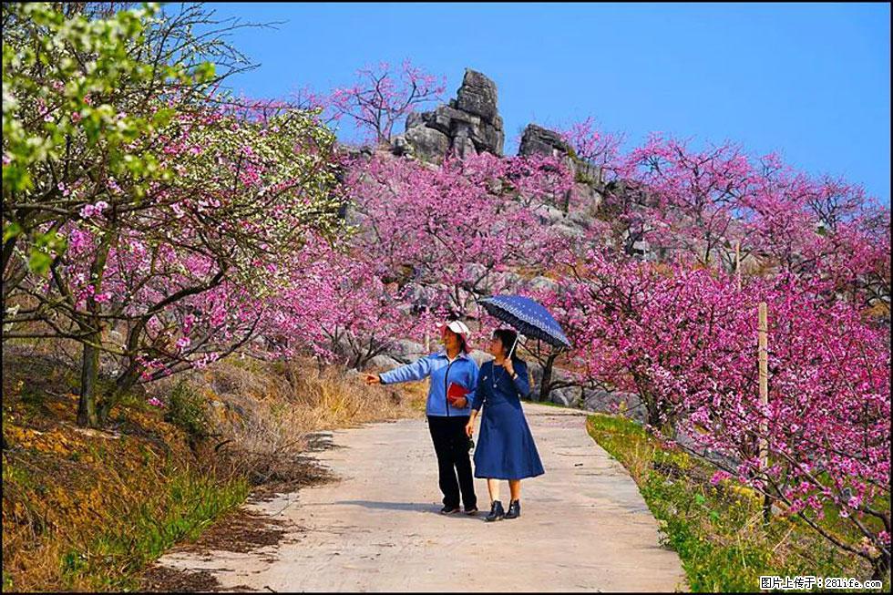 【春天,广西桂林灌阳县向您发出邀请!】望月岭上桃花开 - 游山玩水 - 南平生活社区 - 南平28生活网 np.28life.com