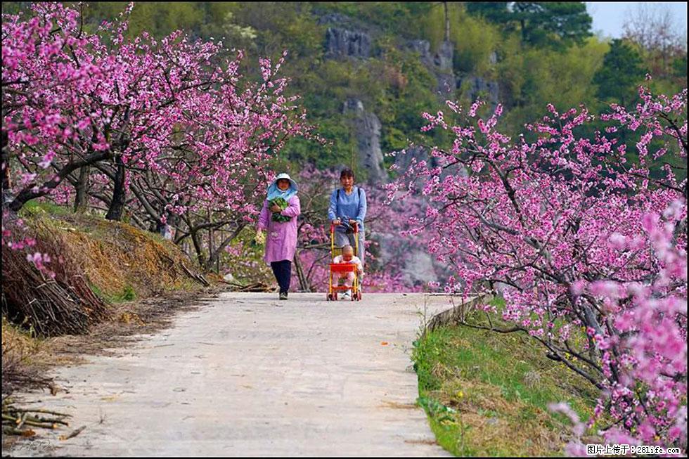 【春天,广西桂林灌阳县向您发出邀请!】望月岭上桃花开 - 游山玩水 - 南平生活社区 - 南平28生活网 np.28life.com