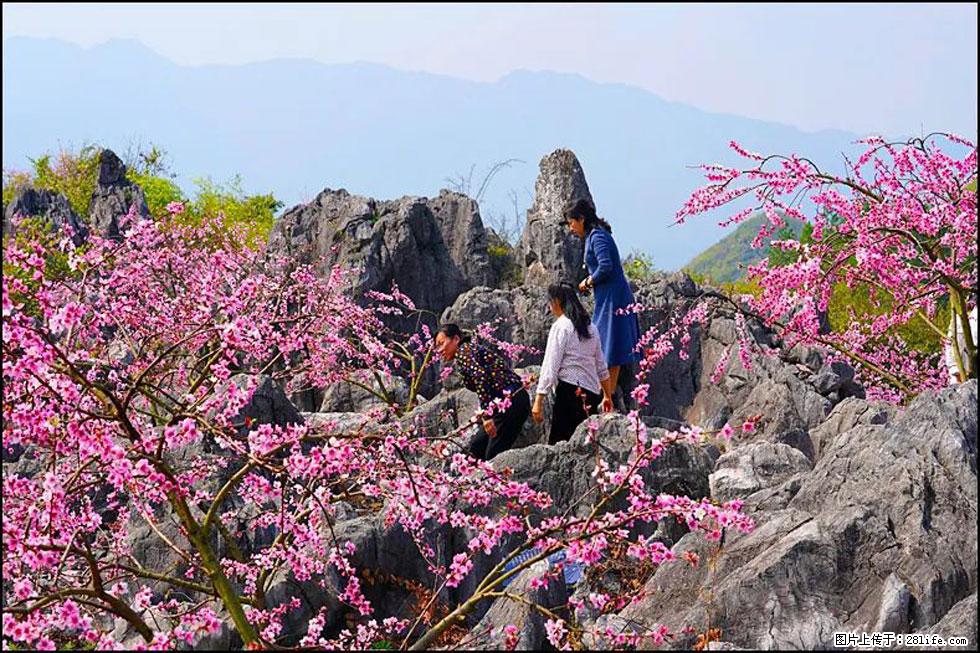 【春天,广西桂林灌阳县向您发出邀请!】望月岭上桃花开 - 游山玩水 - 南平生活社区 - 南平28生活网 np.28life.com