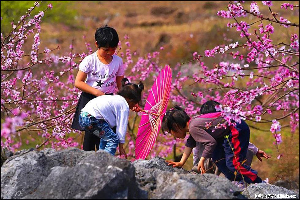 【春天,广西桂林灌阳县向您发出邀请!】望月岭上桃花开 - 游山玩水 - 南平生活社区 - 南平28生活网 np.28life.com